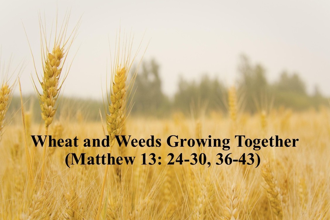 Wheat and Weeds Growing Together